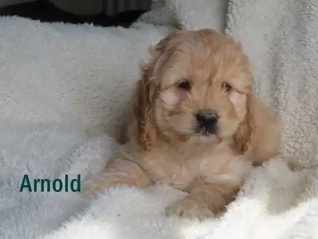 Cockapoo puppies. - Photo 8