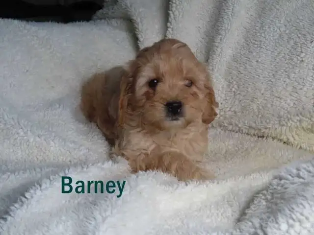 Cockapoo puppies. - Photo 9