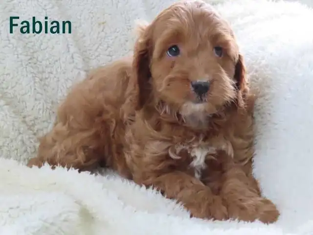 Cockapoo puppies. - Photo 10