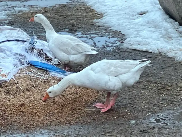 geese pairs for sale