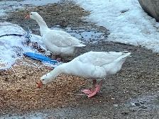 geese pairs for sale