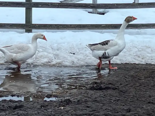 geese pairs for sale - Photo 2