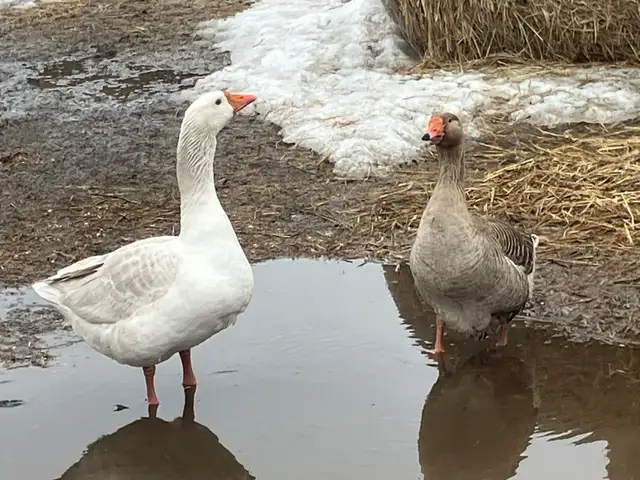 geese pairs for sale - Photo 3