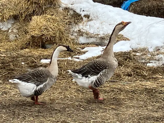 geese pairs for sale - Photo 4