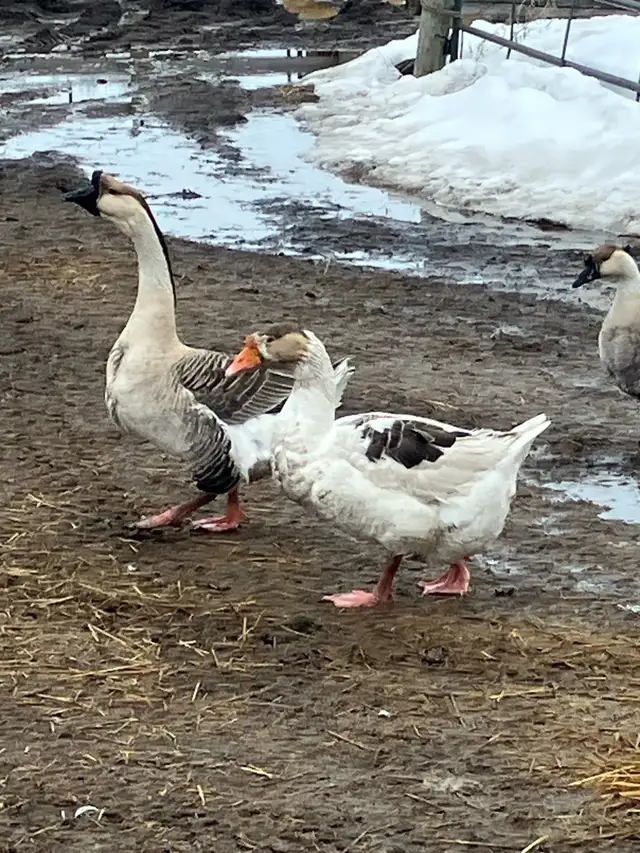 geese pairs for sale - Photo 5