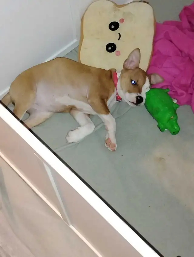 chiot femelle - Photo 2