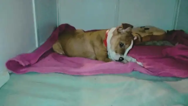 chiot femelle - Photo 8