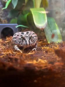 Chocolate Horned Frog