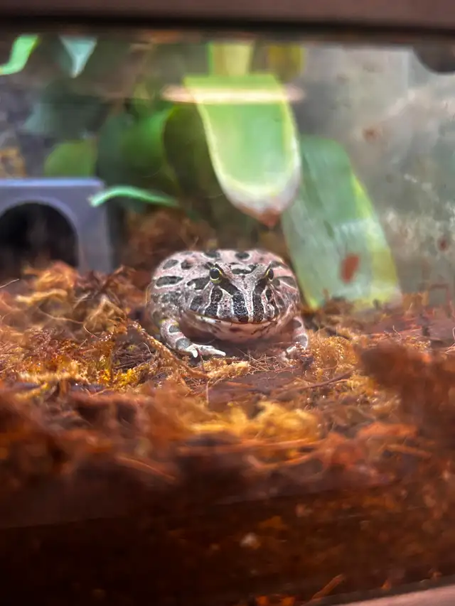 Chocolate Horned Frog - Photo 2