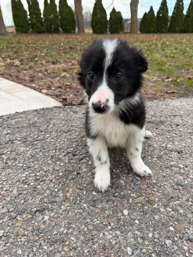 Border Collie puppies ready for homes!