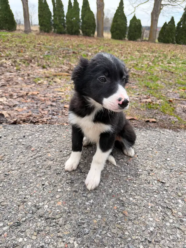 Border Collie puppies ready for homes! - Photo 2