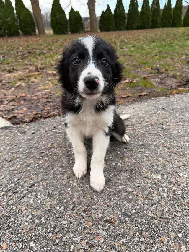 Border Collie puppies ready for homes! - Photo 3