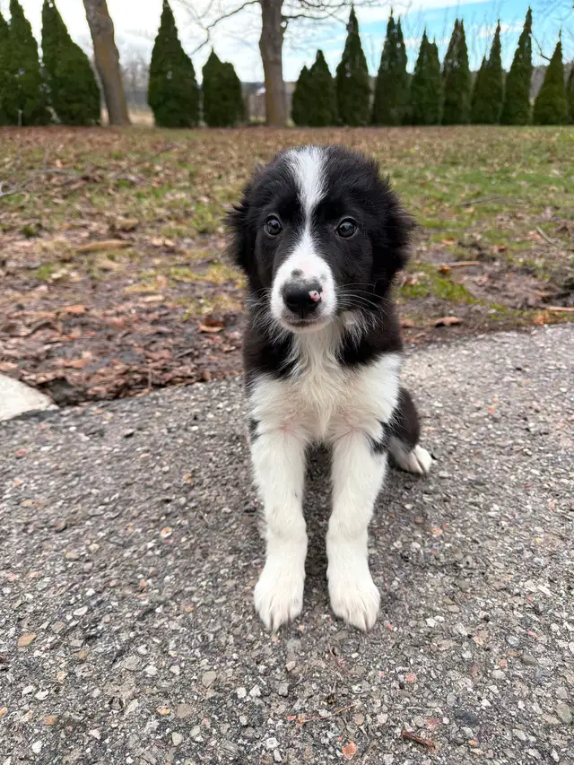 Border Collie puppies ready for homes! - Photo 4