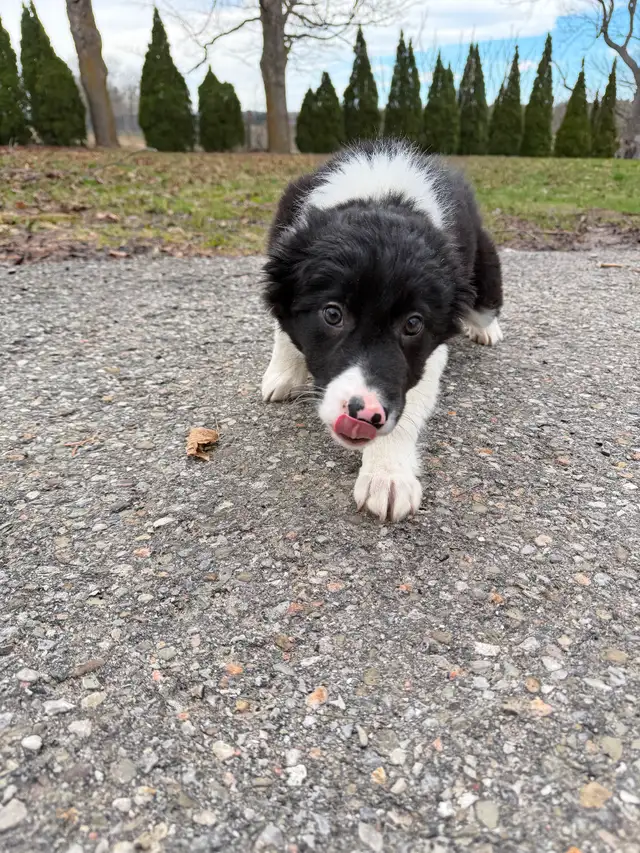Border Collie puppies ready for homes! - Photo 5