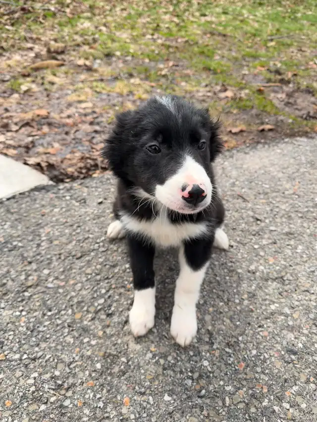 Border Collie puppies ready for homes! - Photo 6