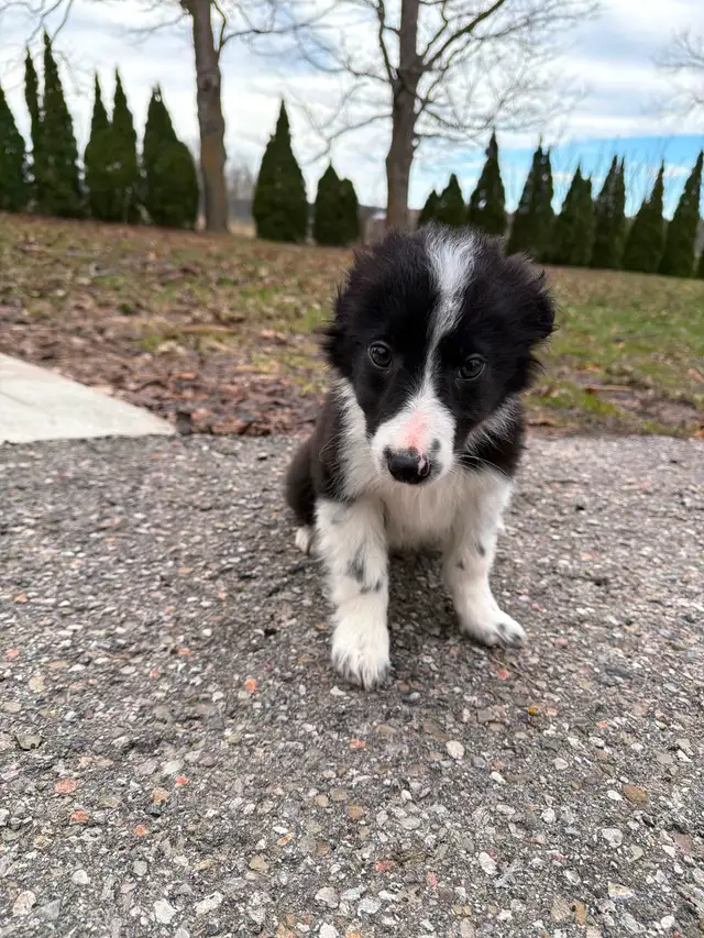 Border Collie puppies ready for homes! - Photo 7