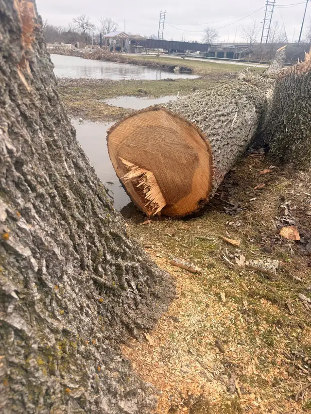 oak log available - Photo 2