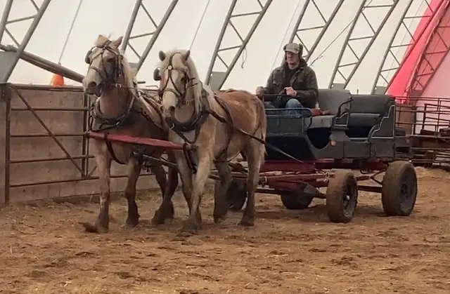 Team of Haflinger Mares