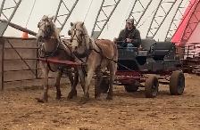 Team of Haflinger Mares