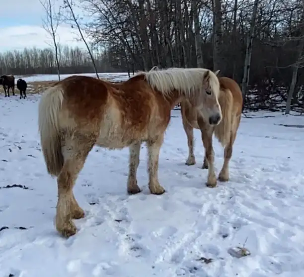 Team of Haflinger Mares - Photo 2