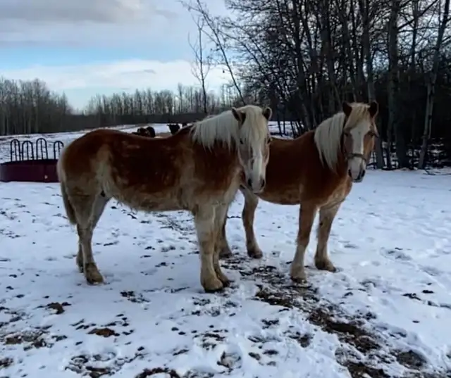 Team of Haflinger Mares - Photo 3