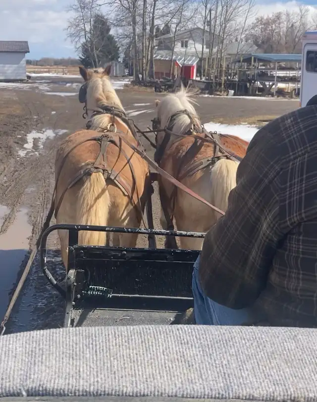 Team of Haflinger Mares - Photo 4