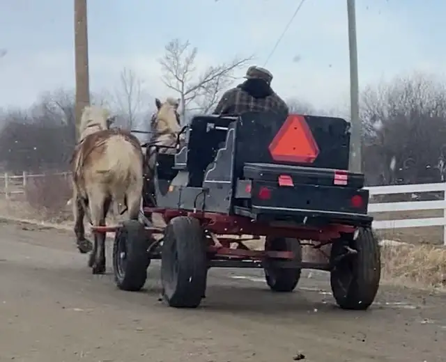 Team of Haflinger Mares - Photo 5