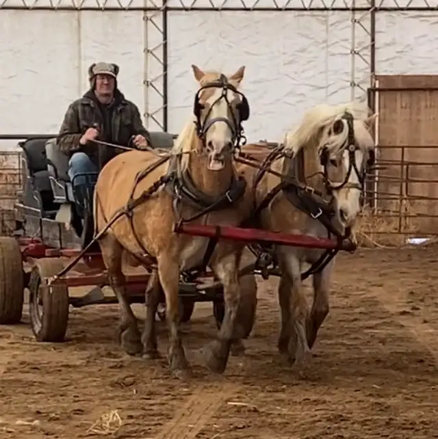 Team of Haflinger Mares - Photo 6