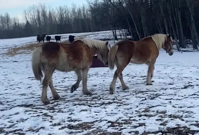 Team of Haflinger Mares - Photo 7