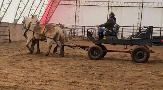 Team of Haflinger Mares - Photo 8