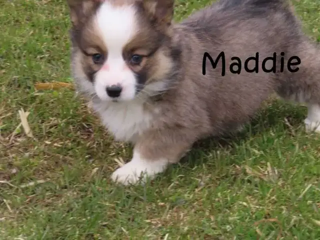 Welsh Corgi puppies. Fluffy.