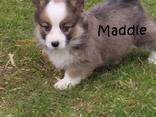 Welsh Corgi puppies. Fluffy.