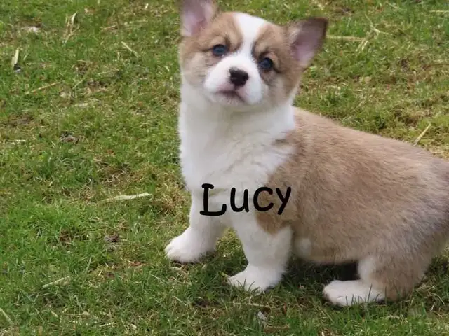 Welsh Corgi puppies. Fluffy. - Photo 2