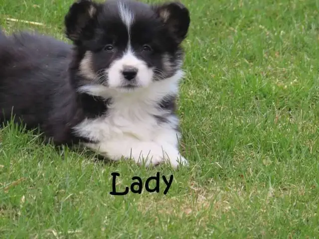 Welsh Corgi puppies. Fluffy. - Photo 3