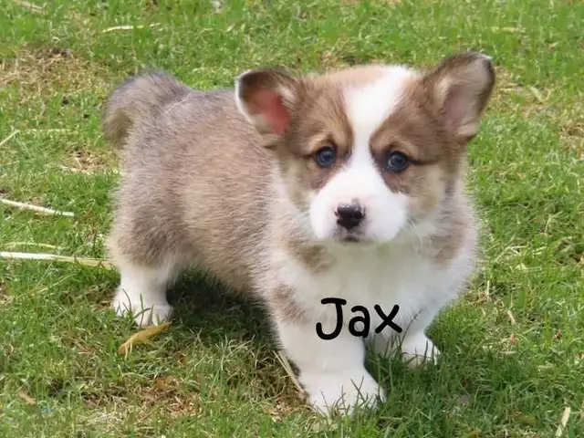 Welsh Corgi puppies. Fluffy. - Photo 4