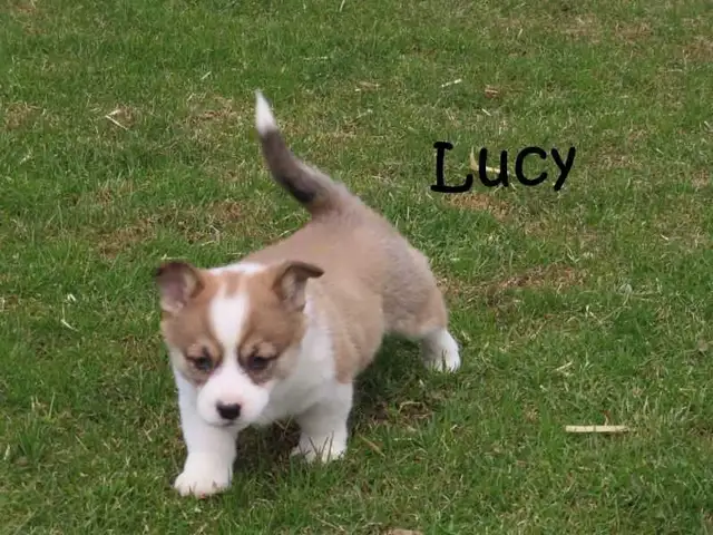 Welsh Corgi puppies. Fluffy. - Photo 5