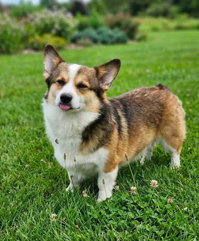 Welsh Corgi puppies. Fluffy. - Photo 6