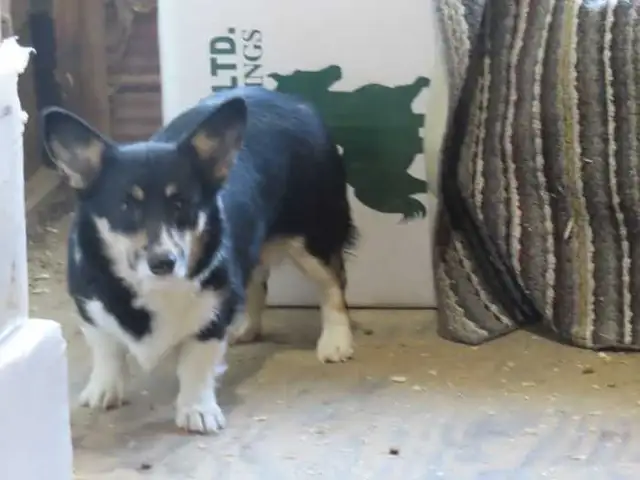 Welsh Corgi puppies. Fluffy. - Photo 7