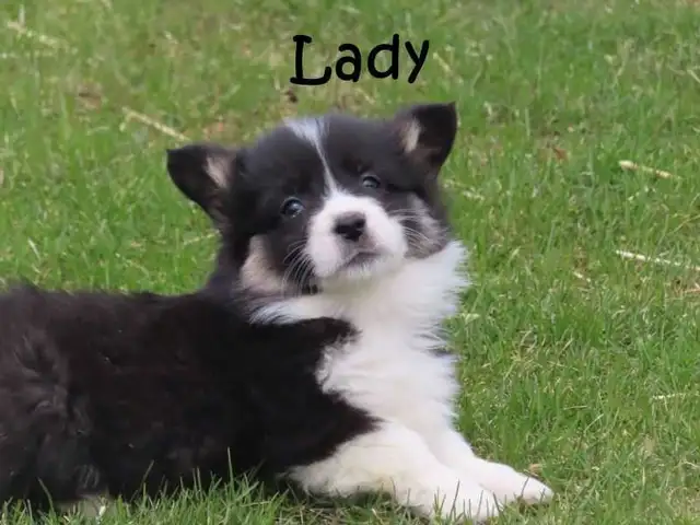 Welsh Corgi puppies. Fluffy. - Photo 8