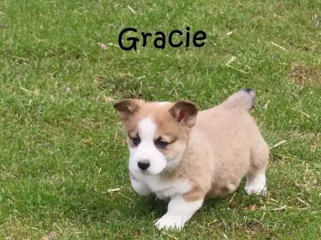 Welsh Corgi puppies. Fluffy. - Photo 9