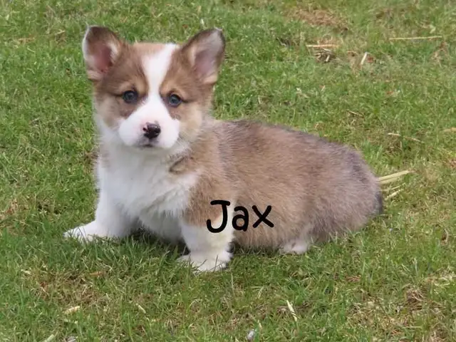 Welsh Corgi puppies. Fluffy. - Photo 10