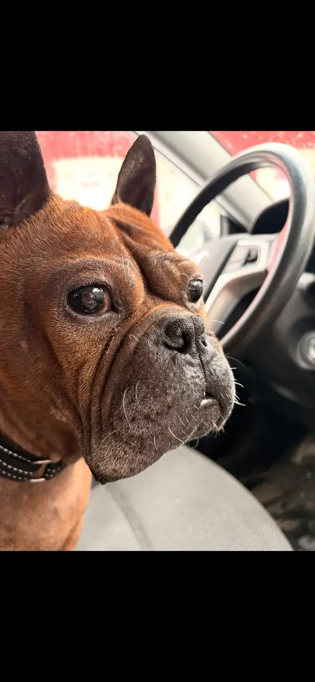 Chien Chongqing Dog - Photo 3