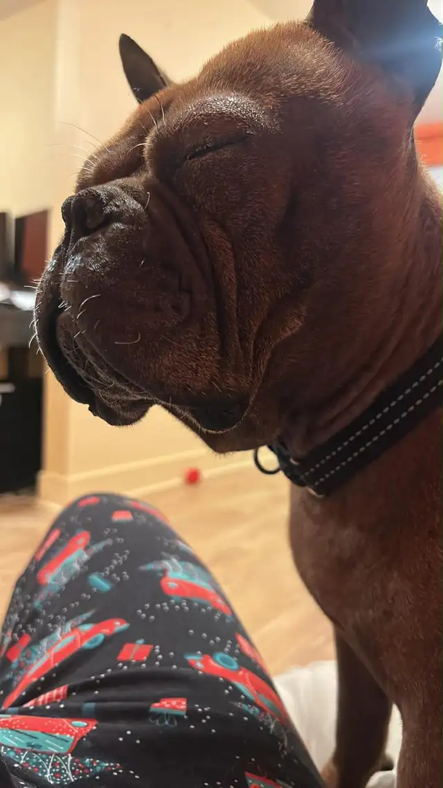 Chien Chongqing Dog - Photo 5