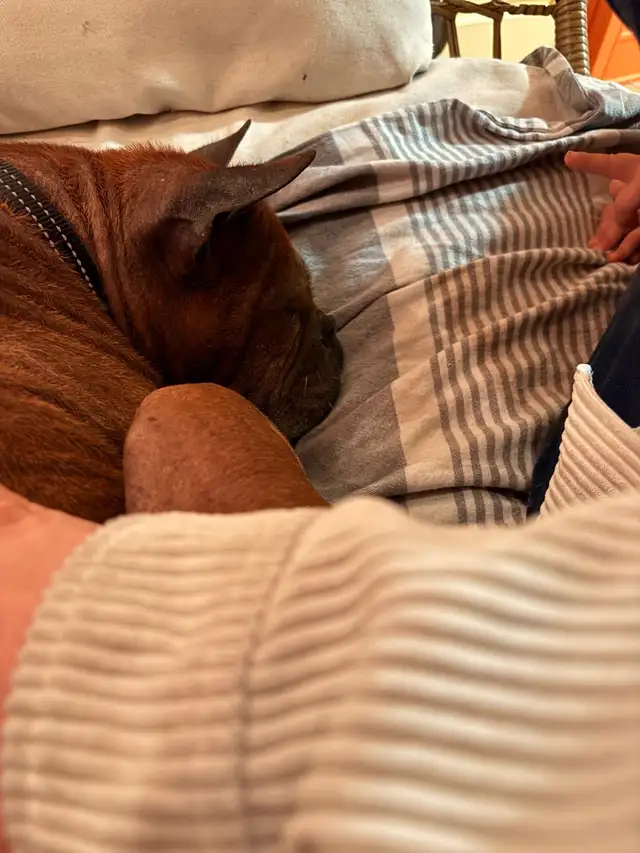 Chien Chongqing Dog - Photo 6