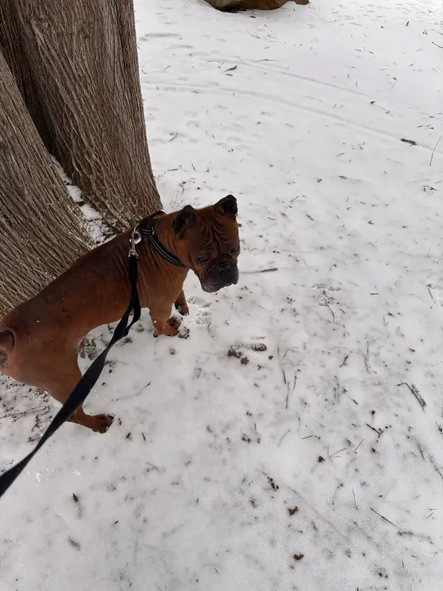 Chien Chongqing Dog - Photo 7