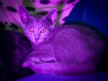 Russian blue kittens