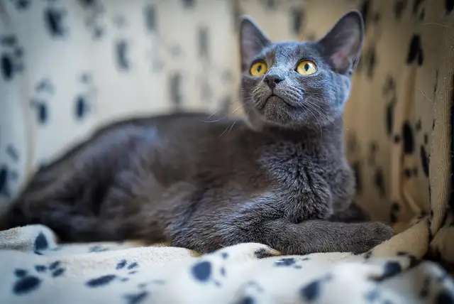 Russian blue kittens - Photo 7