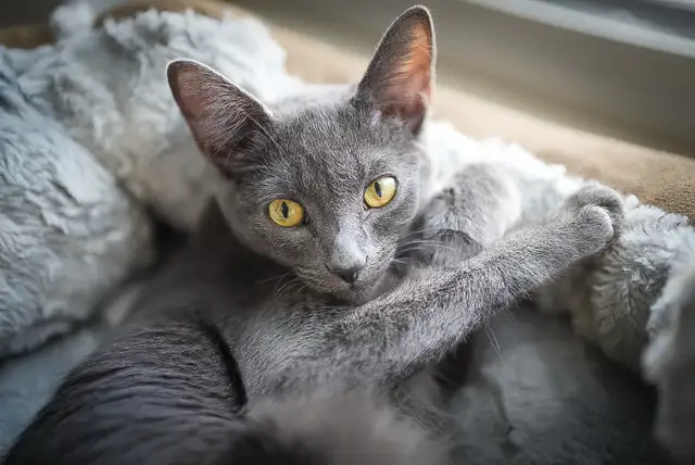 Russian blue kittens - Photo 8