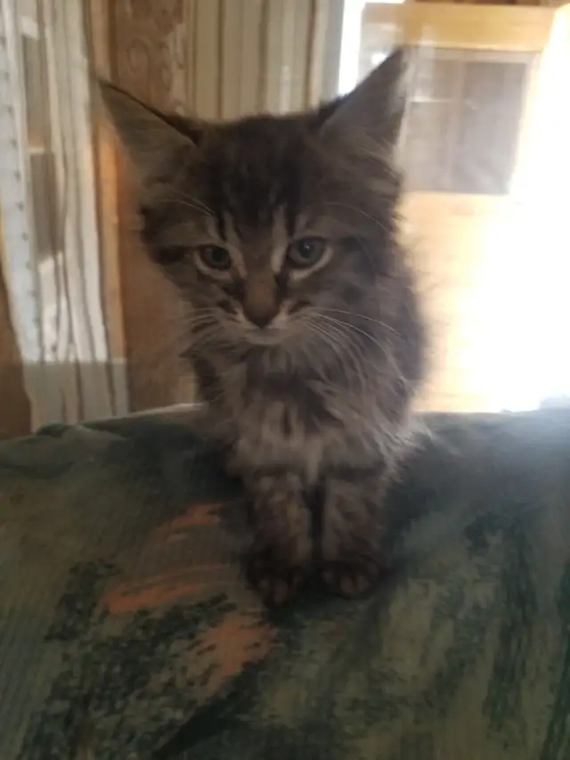 Female kitten available