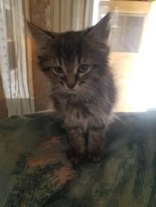 Female kitten available